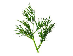 Obraz premium Fresh dill isolated on transparent png 