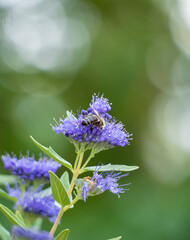Caryopteris incanca, bluebeard flower with bee