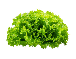 Obraz premium fresh green lettuce salad leaves isolated on transparent png 
