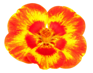 Close-up of a multi-colored Caesalpinia pulcherima flower isolated on a transparent b