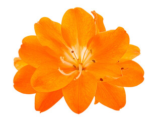 Close-up of bright orange cordia flower isolated on transparent background png file. 