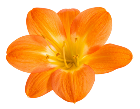Close-up of bright orange cordia flower isolated on transparent background png file. 