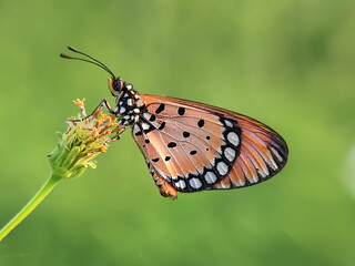 butterfly on a flower