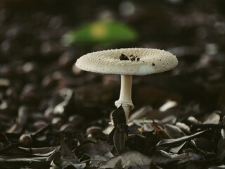 Tokyo, Japan - September 18, 2025: Wild Fungus or fungi in a forest illuminated with the rising sun
