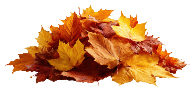 Pile of vibrant autumn leaves (1)