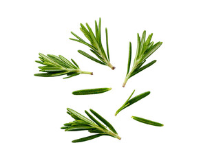 Fototapeta premium Rosemary isolated on transparent png 