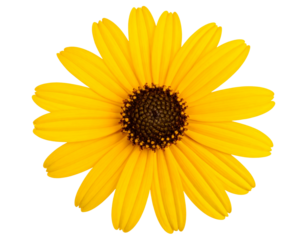 Close-up photo of isolated yellow cutleaf coneflower on transparent background png fi