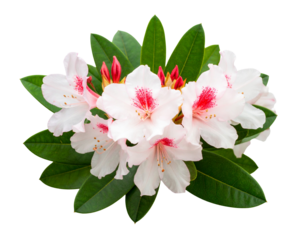 Close-up shot of blooming nerium oleander flowers isolated on transparent background  