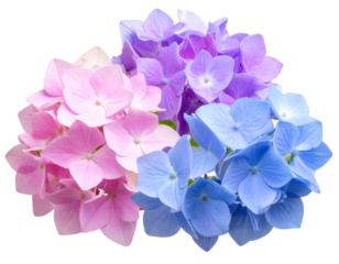Close-up shot of many brightly colored hydrangea flowers, isolated on a transparent b
