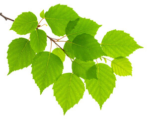 Fototapeta premium Close-up view of a branch with beautiful green leaves, taken with natural light from