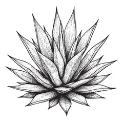 vintage agave illustration vector style