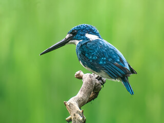lilac breasted roller