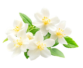 Obraz premium Five jasmine blossoms feature yellow stamens amidst green leaves on transparent background
