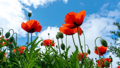 Obraz premium Bright poppies against a blue sky