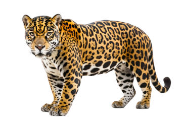Majestic jaguar standing alert, showcasing its striking coat pattern, isolated on transparent background its powerful build and focused gaze convey strength and grace