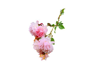 Elegant climbing rose png blooming climbing rose png vibrant climbing rose png romant
