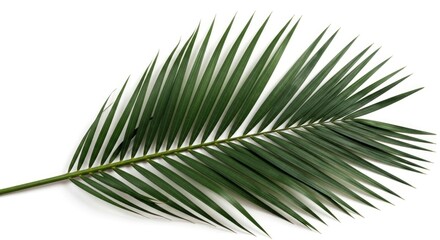 Obraz premium Vibrant green palm leaf on a clean white background, offering a fresh tropical feel. Perfect for nature, vacation, or minimalist design themes.