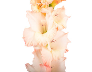 Transparent Floral Photography  