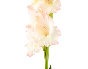 Elegant Gladiolus Flower on White Background - Transparent Floral Photography  
