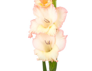 Elegant Gladiolus Flower on White Background - Transparent Floral Photography