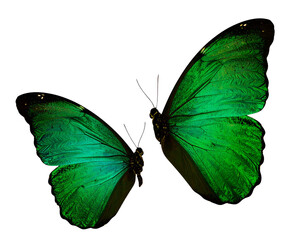 Elegant Green Butterfly Cut-Out on White Background for Creative Design Projects