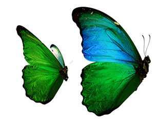 Elegant Green Butterfly Cut-Out on White Background for Creative Design Projects