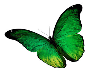 legant Green Butterfly Cut-Out on White Background for Creative Design Projects 