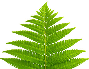 A close-up photo of a fern tree. Growing green leaf isolated on transparent backgroun