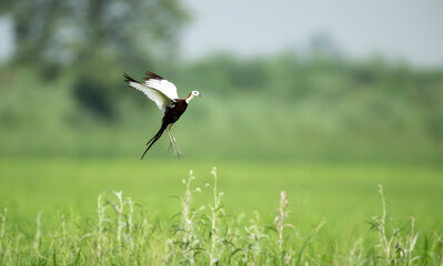 A Pheasant-tailed Jacana flies gracefully above wetland pond in natural light.