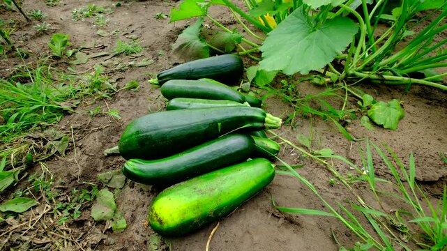 Close up of pile of freshly harvested zucchinis and moving camera away revealing blooming plants while growing them in sandy soil in organic garden