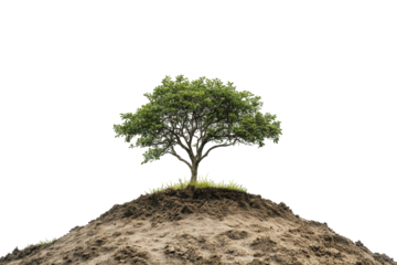 A solitary tree growing on a mound of dirt, isolated on transparent background this resilient plant symbolizes growth, nature, and the beauty of the natural world