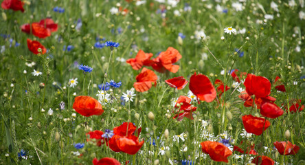 Fototapeta premium A beautiful summer field filled with colorful wildflowers in full bloom