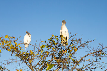 青空の下の２羽のアメリカトキコウ。アメリカ、フロリダ州の湿地