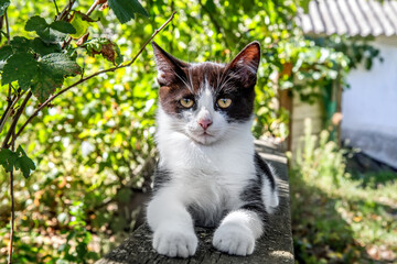 Fototapeta premium A solid country cat is relaxing in the garden. Portrait of a cat in the garden