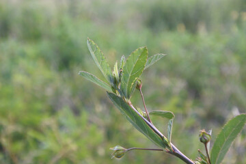Spring Green Plant Leaves Buds Macro Bokeh Soft Focus Nature Background Growth Renewal