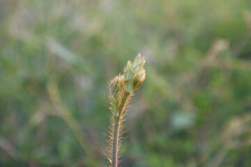 Macro green plant bud fuzzy textured stem in natural light bokeh tranquil outdoor growth