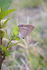  Brown butterfly prominent eyespots on vibrant green leaf nature macro wildlife photography