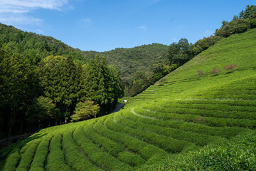 Large area of green tea fields in the boseong. 보성 녹차밭