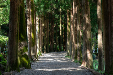 Forest path with large cedar trees. 삼나무 숲길