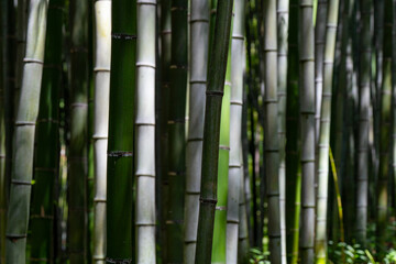 A view of a bamboo grove bathed in sunlight. 대나무 숲	
