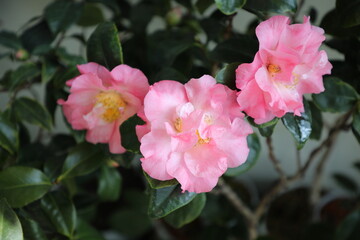A beautiful camellia grown and photographed by a camellia enthusiast.	Annette Gehry.