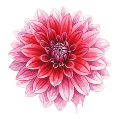Beautiful pink dahlia flower, isolated on transparent background, watercolor illustration