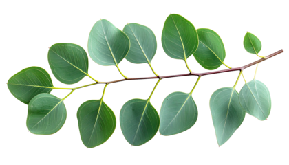 Eucalyptus branch with vibrant leaves