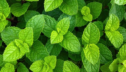 Lush Green Mint Leaves Displaying Rich Veins and Textured Surfaces in Overhead Shot