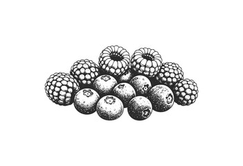 Vintage engraving of blueberries and raspberries in black and white - stock vector