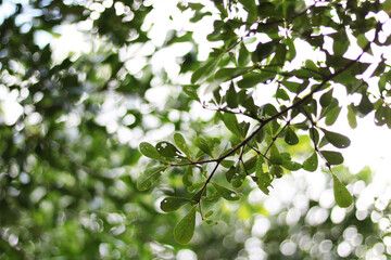 green  tree branch