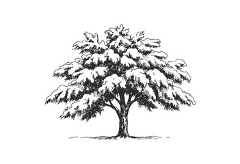 Snow-covered tree in winter: black and white illustration - stock vector