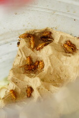Group of Feeder Crickets in a Plastic Container for Pet Food