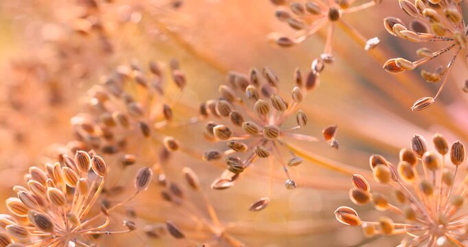 Close up view of Dry Fresh Dill Fronds and Seeds on the plant during sunset time.