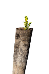 Small plant sprout growing in soil in a white flowerpot